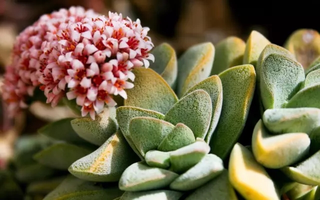 家庭養(yǎng)花：冬季多肉養(yǎng)護(hù)知識