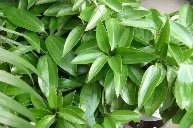 花卉焉了不要緊，這里有最全的補(bǔ)救措施