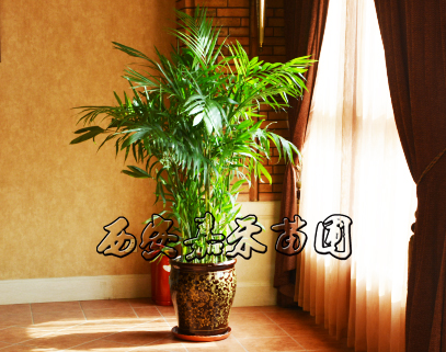 以銷帶產(chǎn)后發(fā)趕超 區(qū)域性造就“西昌特色”