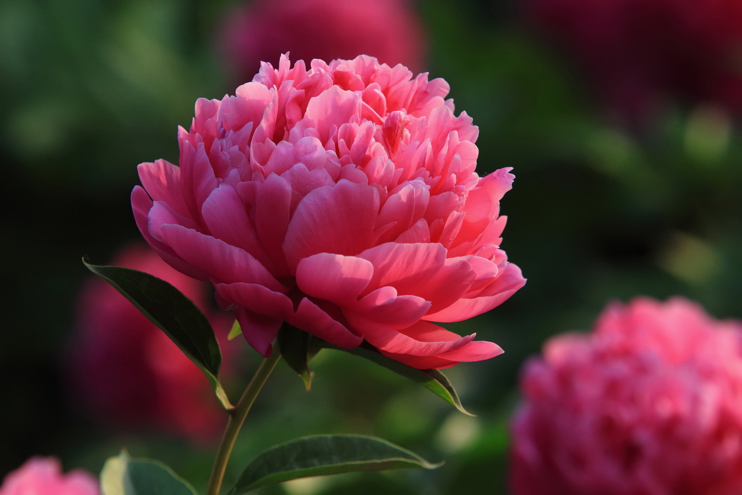 九龍坡:百萬株花卉 扮靚軌道及干道沿線