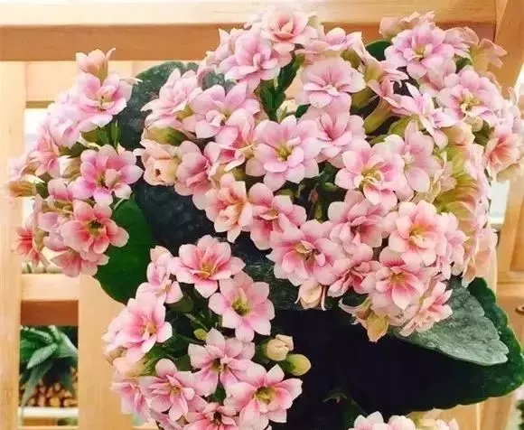 中荷花卉2018上半年?duì)I收810.62萬元