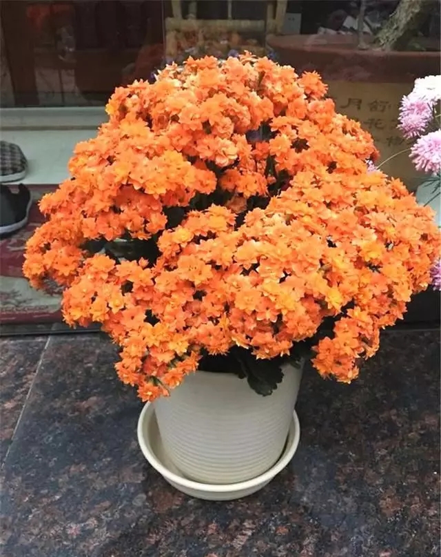 10萬盆精致花卉扮美合肥城東街頭