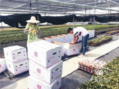 云南小盆花銷售講“時間差”