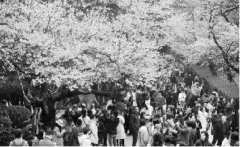 做長產(chǎn)業(yè)鏈化解賞花經(jīng)濟“忽冷忽熱”癥