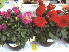 花企多措并舉找方向