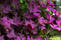 推薦銀行租賃植物，熠熠生輝