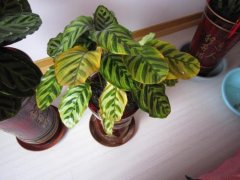 銀行花卉租賃葉子出現(xiàn)發(fā)黃，不要慌，使用這兩