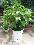 西安銀行綠植租賃的平安樹怎么養(yǎng)？平安樹葉子