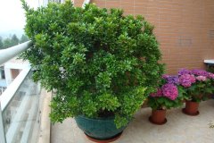 這花就是&ldquo;活香水&rdquo;，擺客廳，空氣更清新！