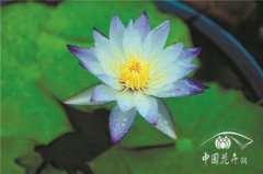 如何養(yǎng)護睡蓮九問九答