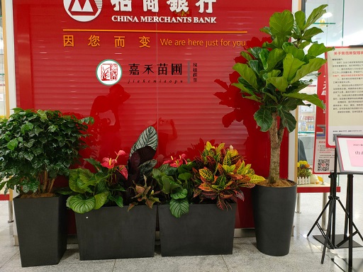 西安銀行綠植花卉租賃方案|西安嘉禾苗圃 西安銀行綠植花卉租賃方案|西安嘉禾苗圃