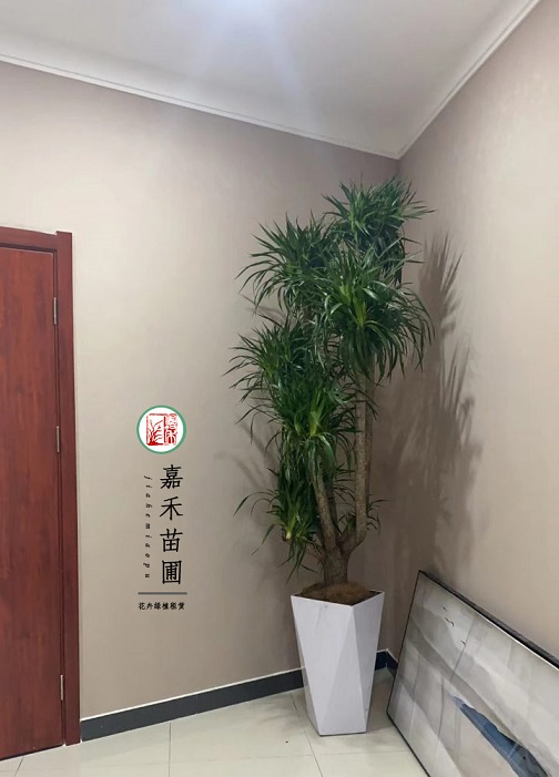 西安銀行景觀設(shè)計(jì)|西安嘉禾苗圃 西安銀行景觀設(shè)計(jì)|西安嘉禾苗圃