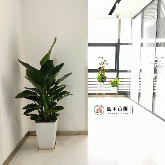 西安銀行綠植租賃與景觀設(shè)計：打造綠色金融環(huán)境，彰顯城市形象