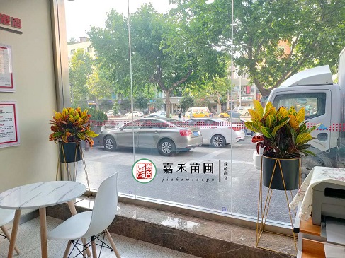 花卉之美：銀行如何通過花卉租擺服務(wù)為客戶和員工創(chuàng)造愉悅體驗