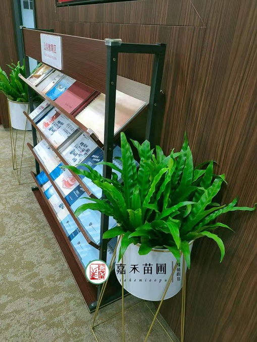 西安銀行綠植租擺公司|西安嘉禾苗圃 西安銀行綠植租擺公司|西安嘉禾苗圃