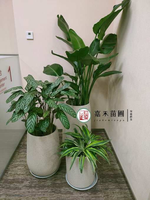 西安銀行花卉綠植租賃公司|西安嘉禾苗圃 西安銀行花卉綠植租賃公司|西安嘉禾苗圃