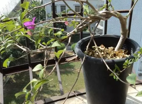 三角梅落葉成&ldquo;光桿&rdquo;，別著急扔，簡單1招就能救活！