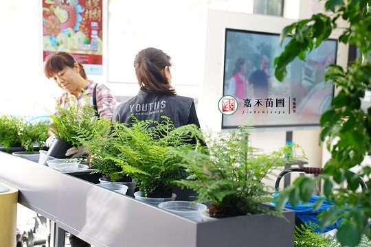 西安銀行綠植租擺公司|西安嘉禾苗圃 西安銀行綠植租擺公司|西安嘉禾苗圃