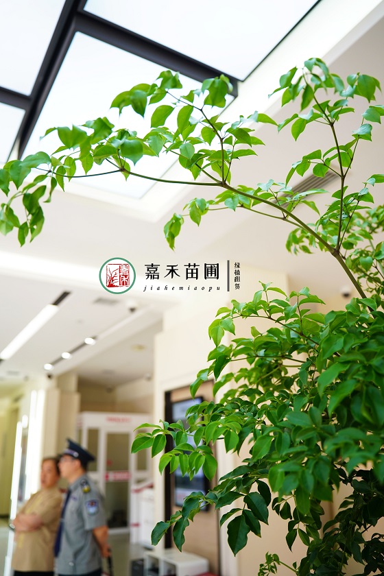 西安銀行綠植租賃推薦|西安嘉禾苗圃 西安銀行綠植租賃推薦|西安嘉禾苗圃