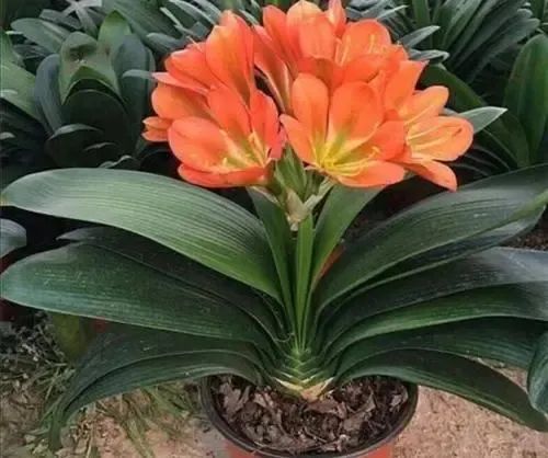 君子蘭、仙客來、長壽花、蟹爪蘭、茶花冬天養(yǎng)護(hù)小技巧！