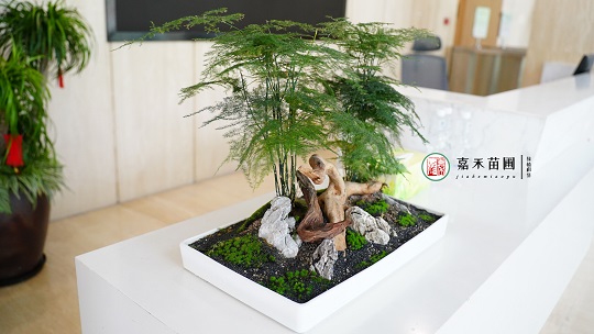 西安北京銀行：綠植租賃，煥新金融空間