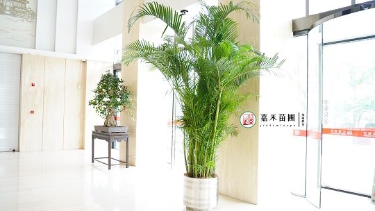 北京銀行綠植租賃:西安嘉禾苗圃 北京銀行綠植租賃:西安嘉禾苗圃