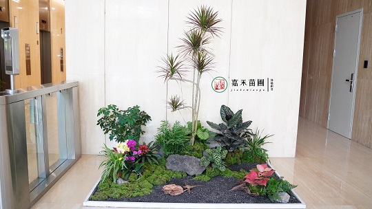 北京銀行綠植小造景:西安嘉禾苗圃 北京銀行綠植小造景:西安嘉禾苗圃