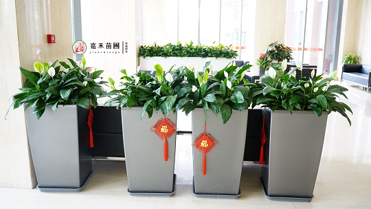 北京銀行接待區(qū)綠植租賃:西安嘉禾苗圃 北京銀行接待區(qū)綠植租賃:西安嘉禾苗圃