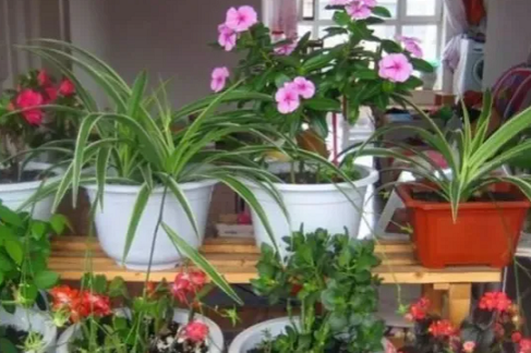 冬天搬進(jìn)室內(nèi)的花，注意這幾點(diǎn)，否則沒凍死也被你&ldquo;搞死&rdquo;