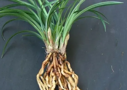 蘭花為什么會空根？家里有的，及時(shí)改正！