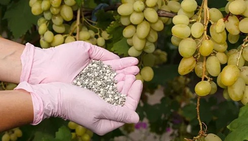 花盆里撒一把&ldquo;它&rdquo;，一年不用施肥，葉片翠綠，花期更長久！