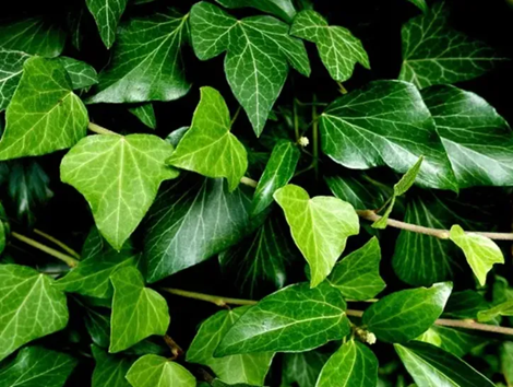 衛(wèi)生間有異味？放這幾種花，吸濕氣除異味，空氣更清新！