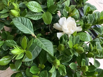 梔子花買回家后什么時候換盆好？
