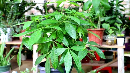 發(fā)財樹有&ldquo;三怕&rdquo;，很多人都做錯了，怪不得養(yǎng)不好