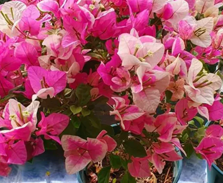 三角梅落葉成&ldquo;光桿&rdquo;，別著急扔，簡單1招就能救活！