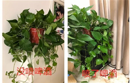 綠蘿灌點(diǎn)啤酒，嗖嗖爬滿整個床！