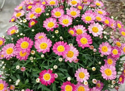 瑪格麗特，夏天剃頭，秋天爆花！