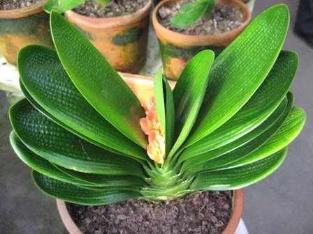 君子蘭的花箭出不來，原來是這3點(diǎn)在&ldquo;搞鬼&rdquo;！