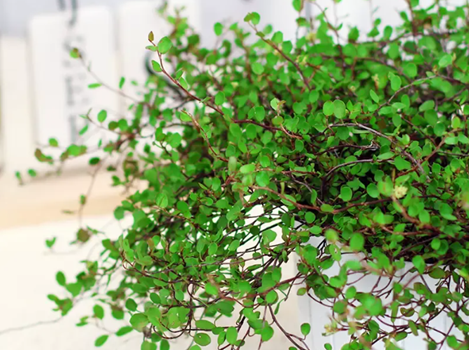 種植千葉吊蘭，5個(gè)養(yǎng)護(hù)小技巧，想不爆盆都難