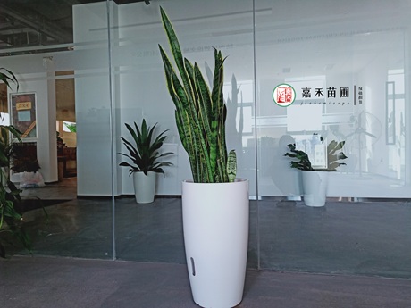 虎尾蘭一直不長(zhǎng)個(gè)子，解決5個(gè)養(yǎng)護(hù)難題，可促進(jìn)側(cè)芽萌發(fā)