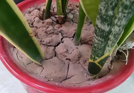 6種常見盆土問題，看到快處理，不然只?？张瑁? /></div>
							<div   id=