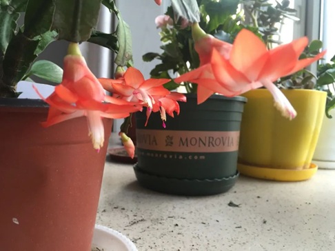 冬天花卉入室易黃葉、爛根？五步預(yù)防，讓你的花卉健康生長！